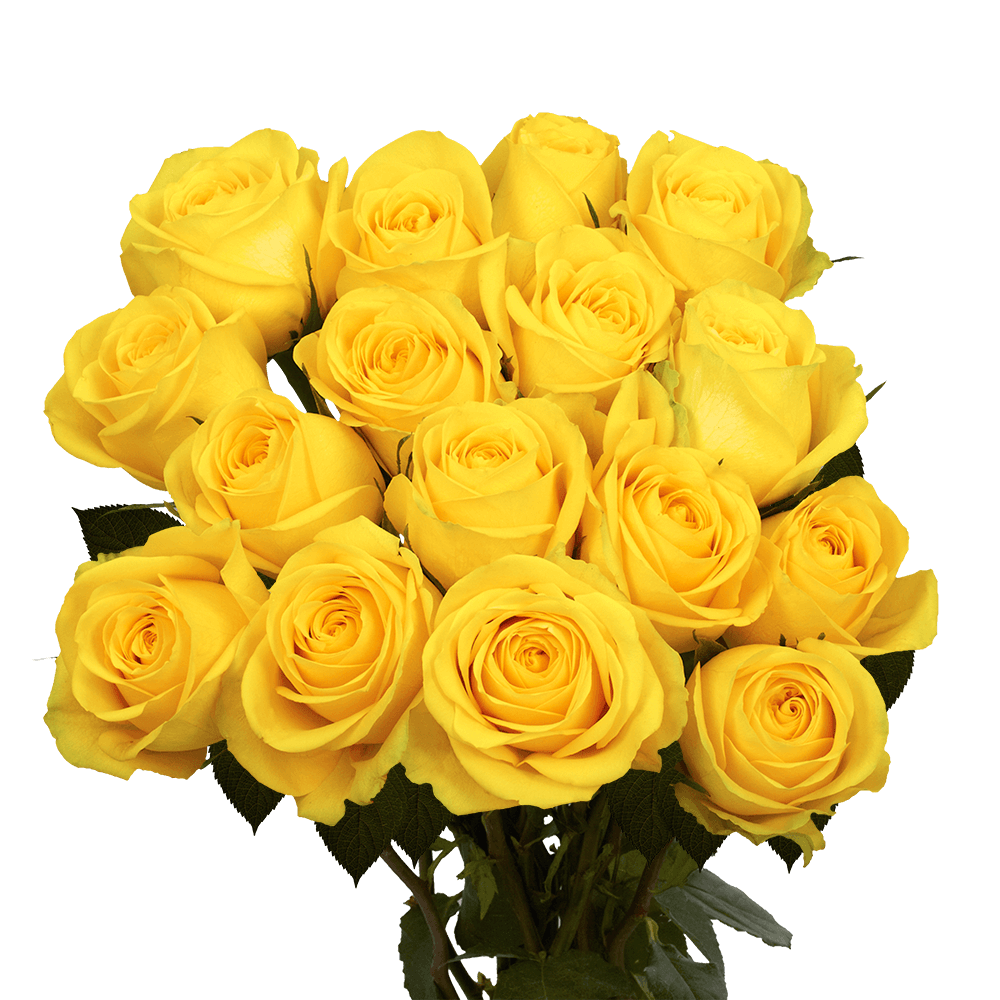 Premium Big Yellow Roses