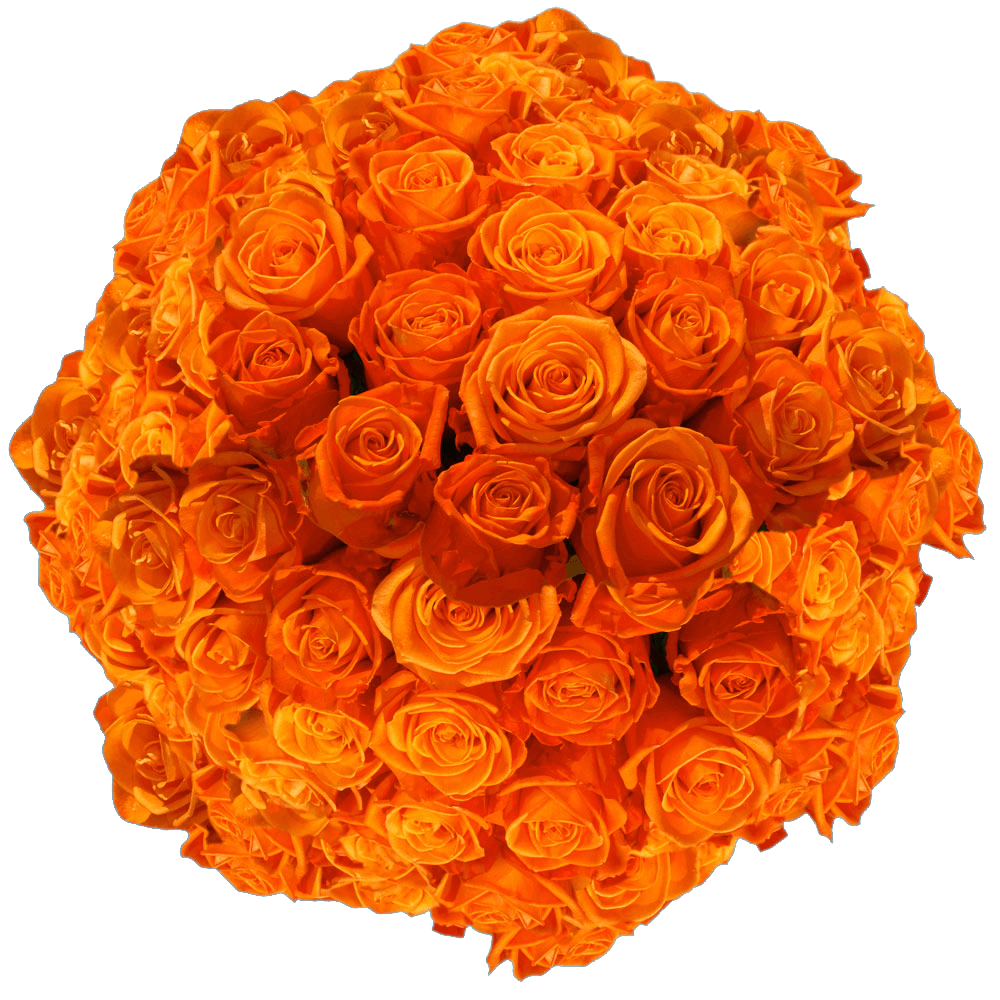Premium Bright Orange Roses