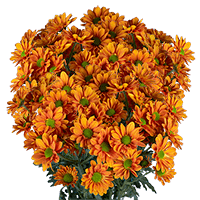 (QB) Pom Daisy Bronze 8 Bunches For Delivery to Clarksburg, West_Virginia