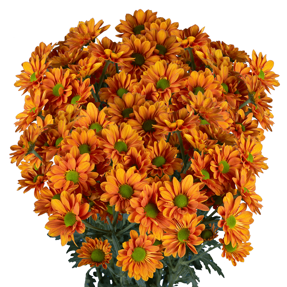 Premium Bronze Chrysanthemum Daisy Flowers