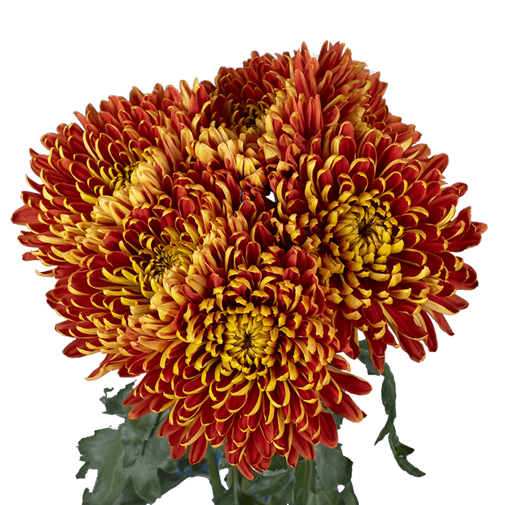 Premium Bronze Chrysanthemum Disbud Flowers