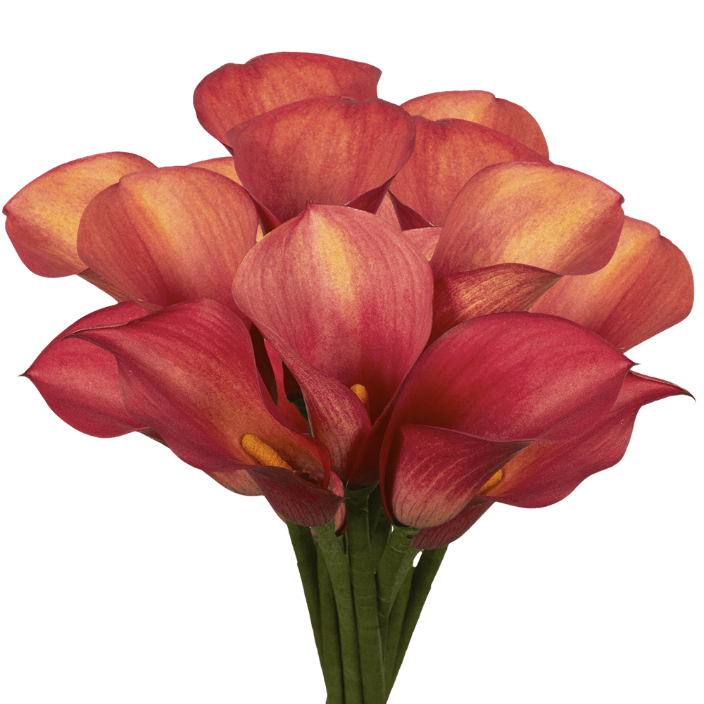 Premium Burgundy Red Calla Lily Flowers