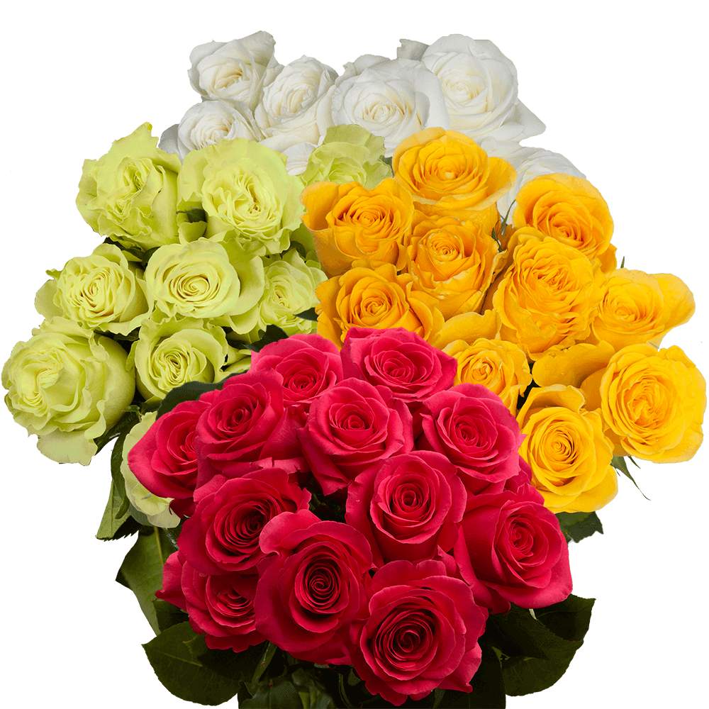 Premium Dozen of Assorted Colored Roses
