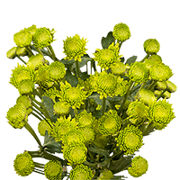 (HB) Pom Button Green 16 Bunches For Delivery to Scottsbluff, Nebraska