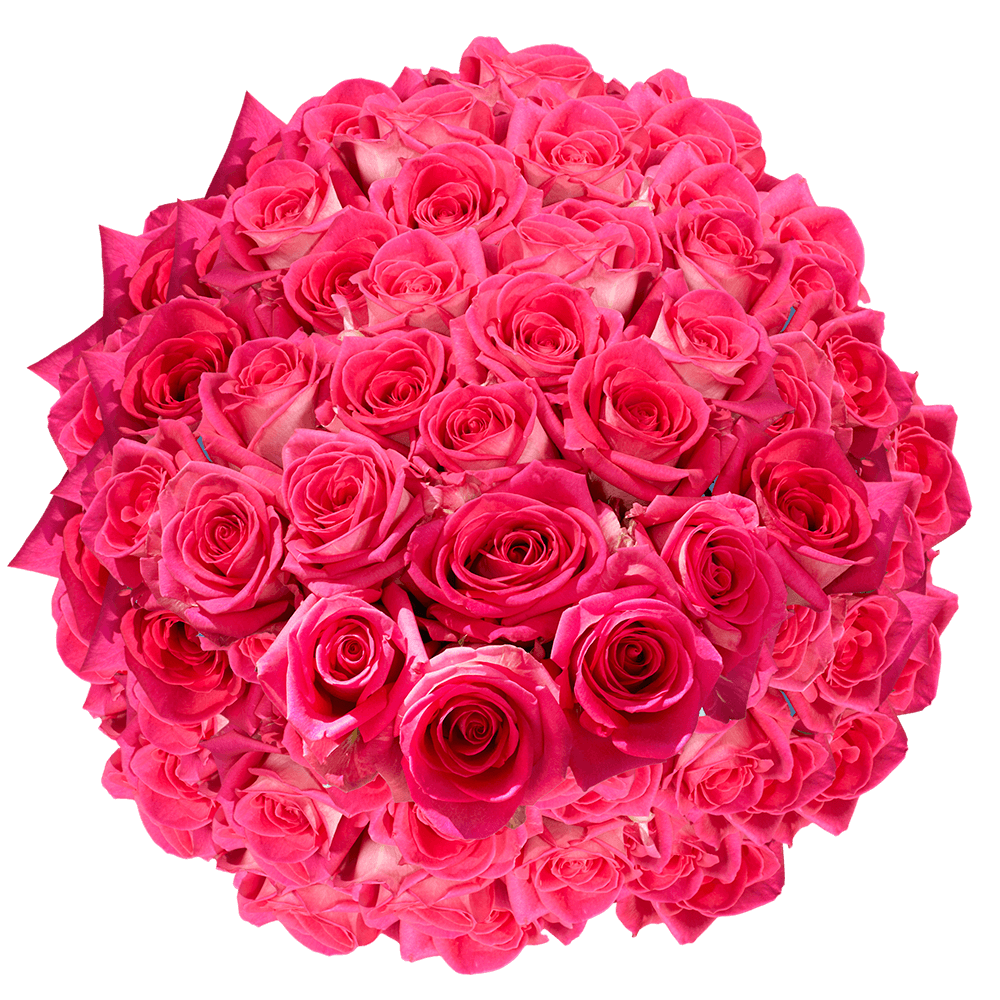 Premium Hot Pink and Cream Roses | GlobalRose