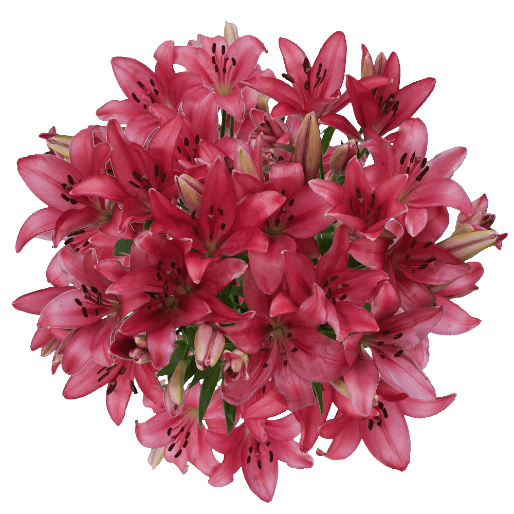 Premium Hot Pink Asiatic Lilies