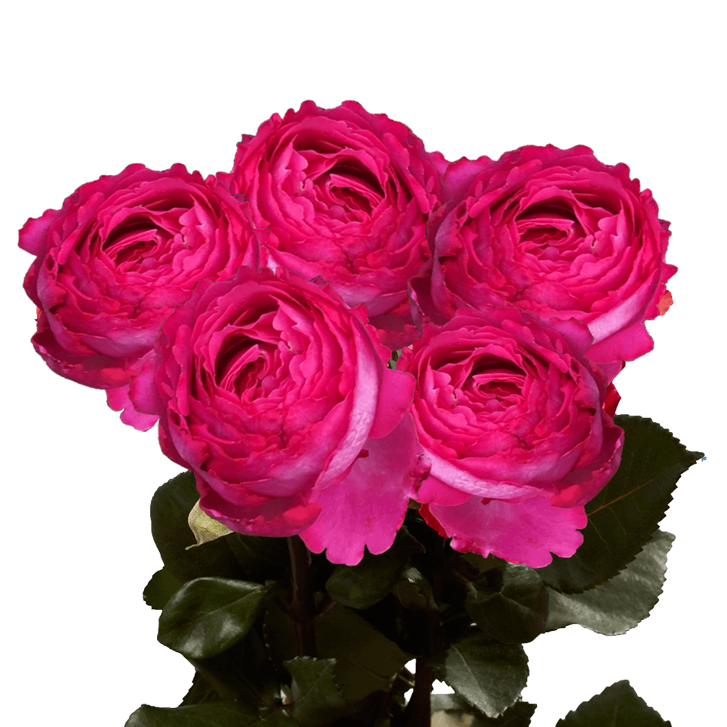 Premium Hot Pink Garden Roses GlobalRose