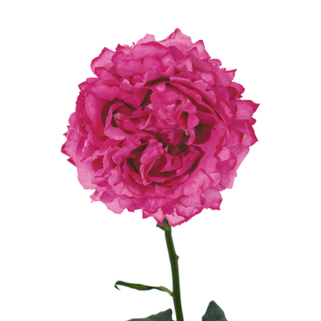 72 Yves Piaget Garden Roses