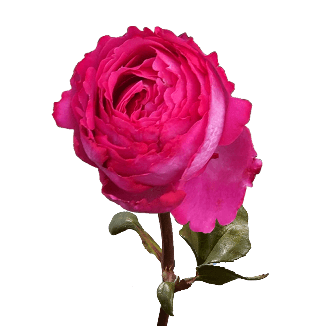 Premium Hot Pink Garden Roses