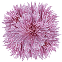 (HB) Pom Fuji Spider Lavender 20 Bunches For Delivery to Warren, Michigan