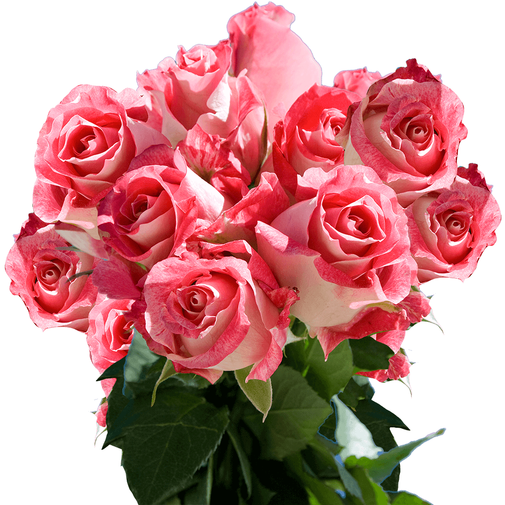 Premium Light Pink and Hot Pink Roses