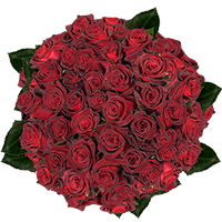 (HB) Rose X Long Black Baccara 5 Bunches For Delivery to Saint_Augustine, Florida