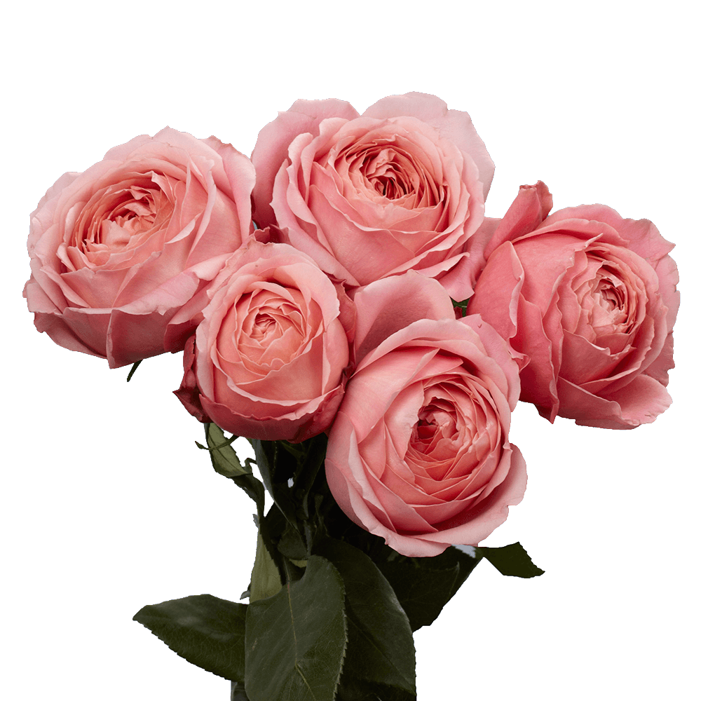 72 Romantic Antike Garden Roses