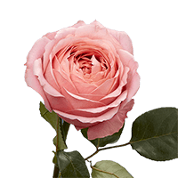 (QB) Garden Roses Romantic Antike For Delivery to Wake_Forest, North_Carolina