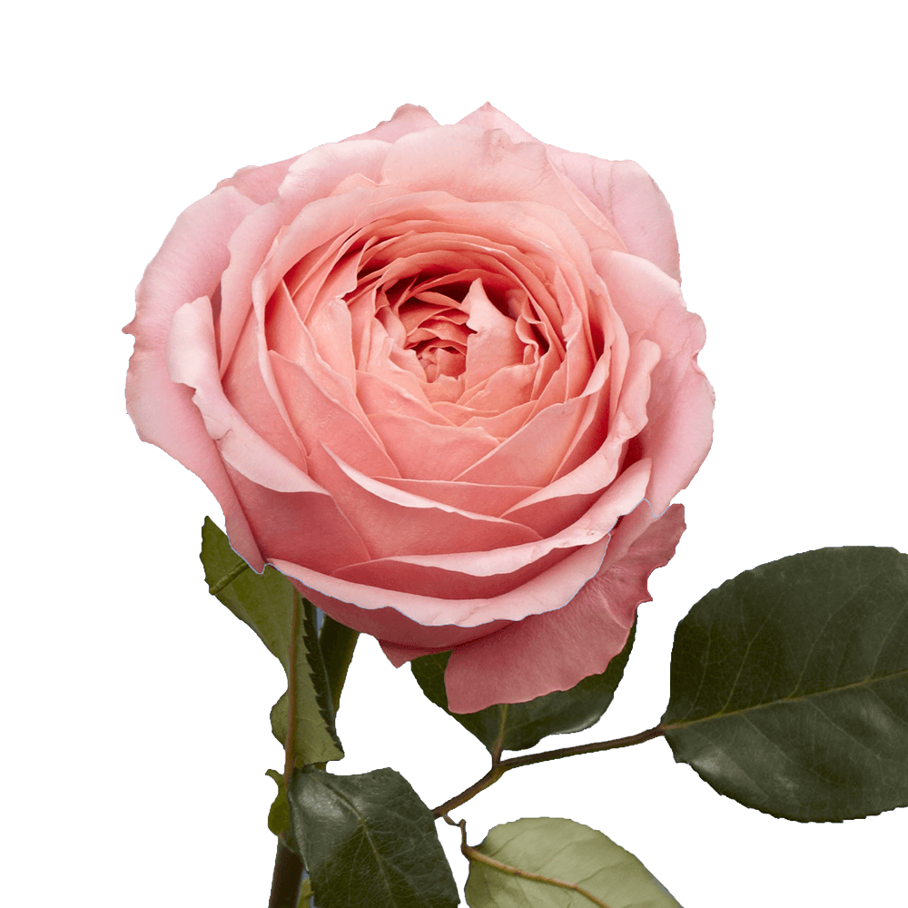 Premium Pink Antike Garden Roses