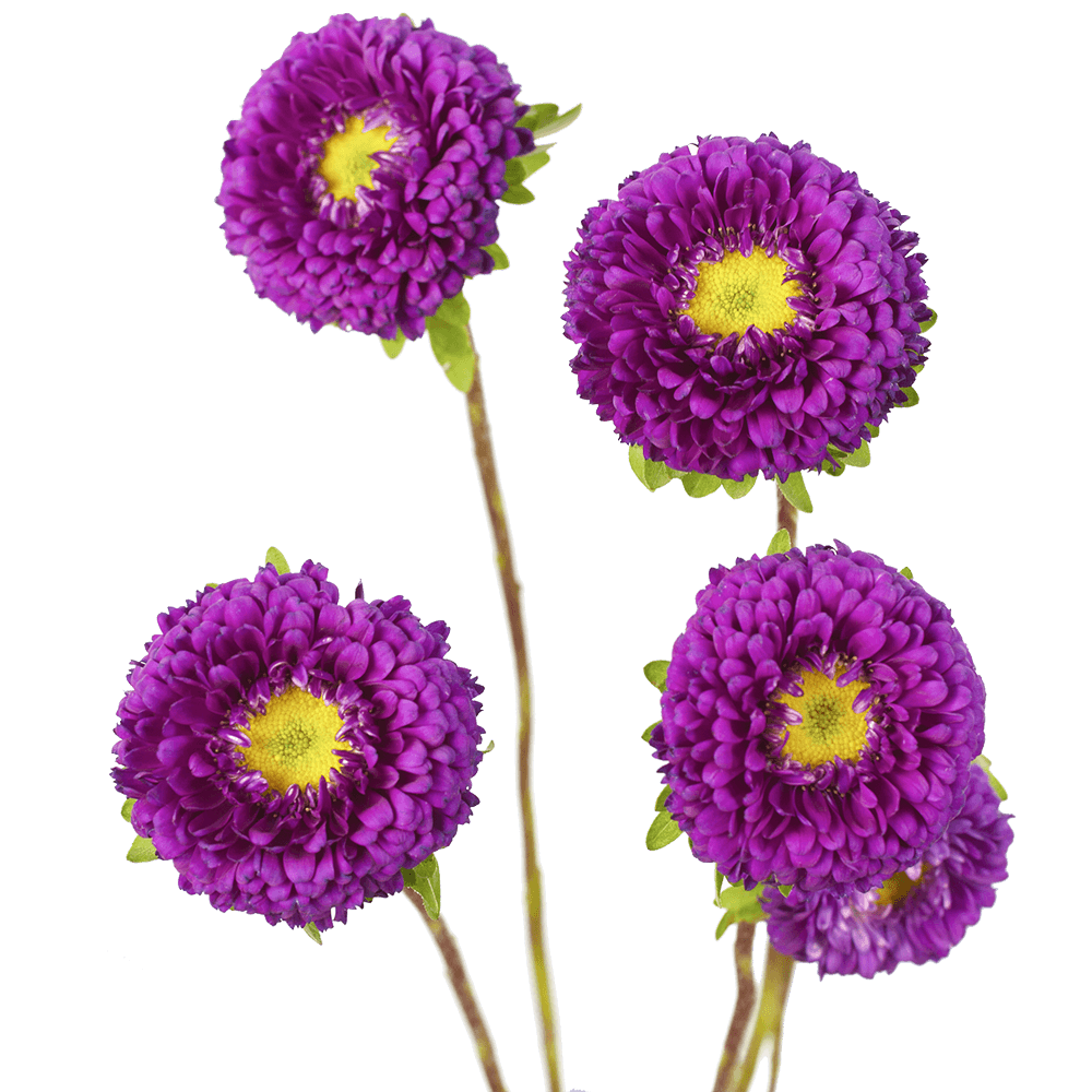 Premium Purple Aster Matsumoto Flowers