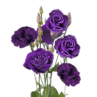 (OC) Lisianthus Purple 4 Bunches For Delivery to Noblesville, Indiana