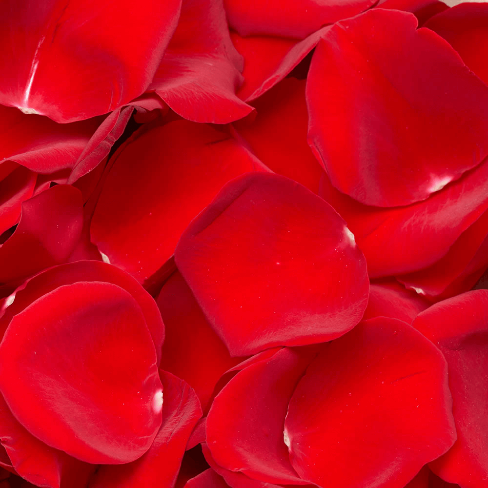 Premium Red Rose Petals