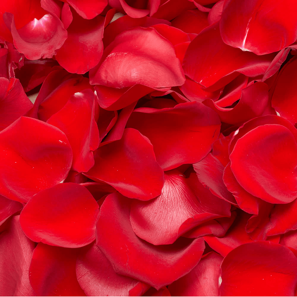 Premium Red Rose Petals