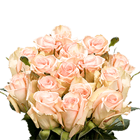 (QB) Rose Super Premium Sophie 3 Bunches For Delivery to Connecticut