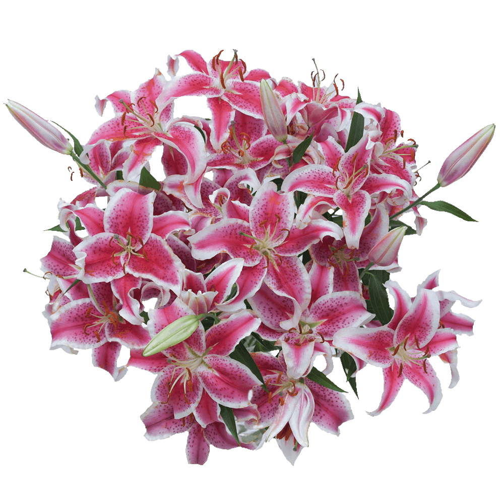 Premium Stargazer Oriental Lilies