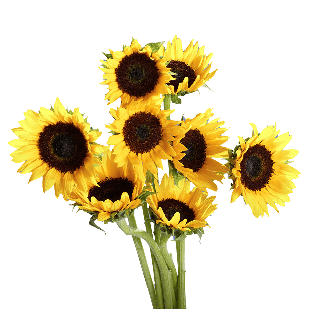 Premium Sunflowers with a Brown Center