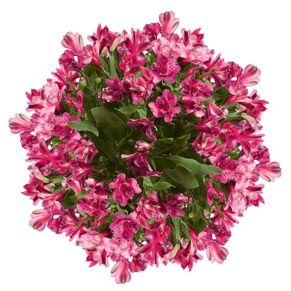 Premium Super Hot Pink Alstroemeria Flowers