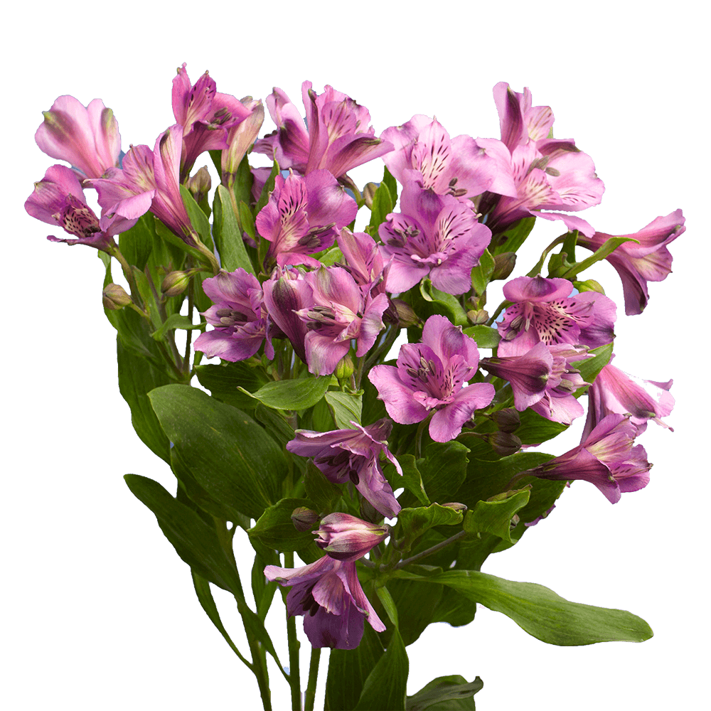 Premium Super Lavender Alstroemeria Flowers
