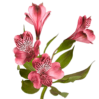 (QB) Alstro Super Sel Pink 8 Bunches For Delivery to Kinston, North_Carolina