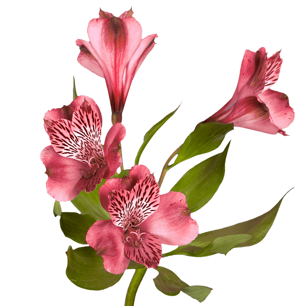 Premium Super Pink Alstroemeria Flowers