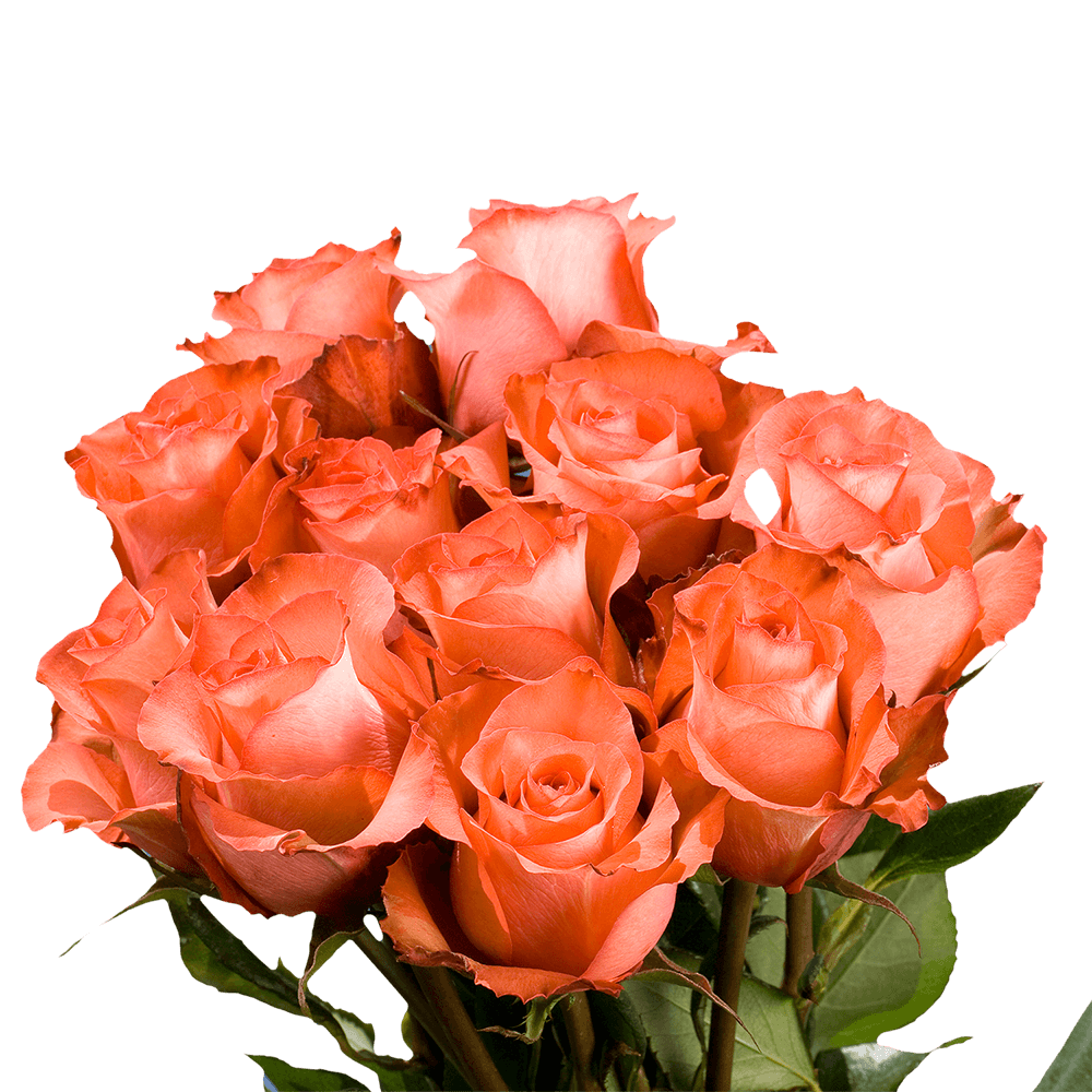 Premium Terracotta Roses