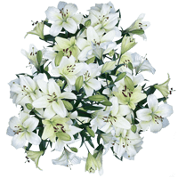 (QB) Asiatic Lilies White 4 Bunches For Delivery to Lapeer, Michigan