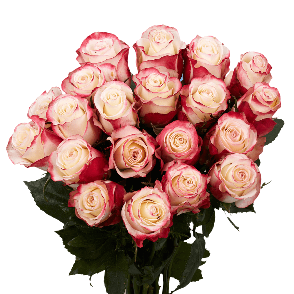 Premium White Roses with Red Tips