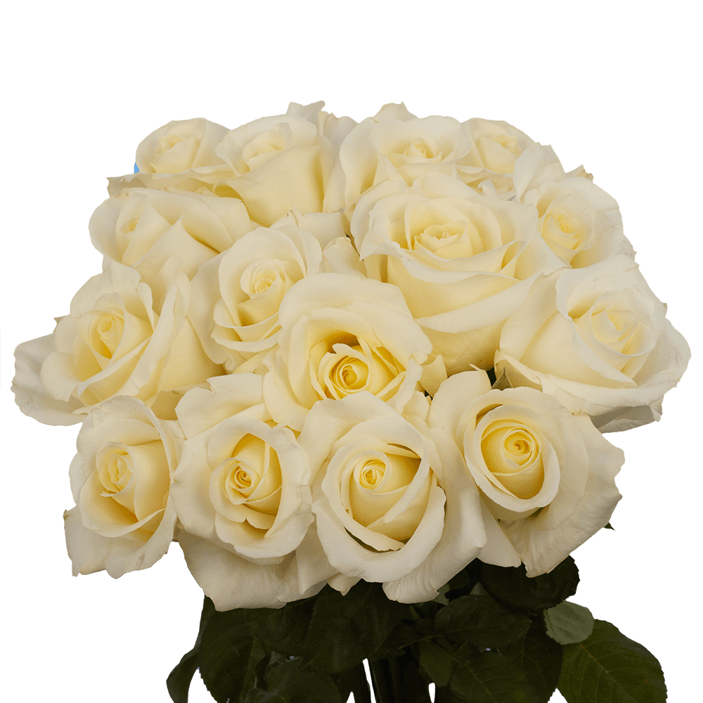 Premium White Wedding Roses