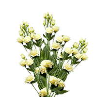 (QB) Lisianthus Yellow/Creme 8 Bunches For Delivery to Kalamazoo, Michigan