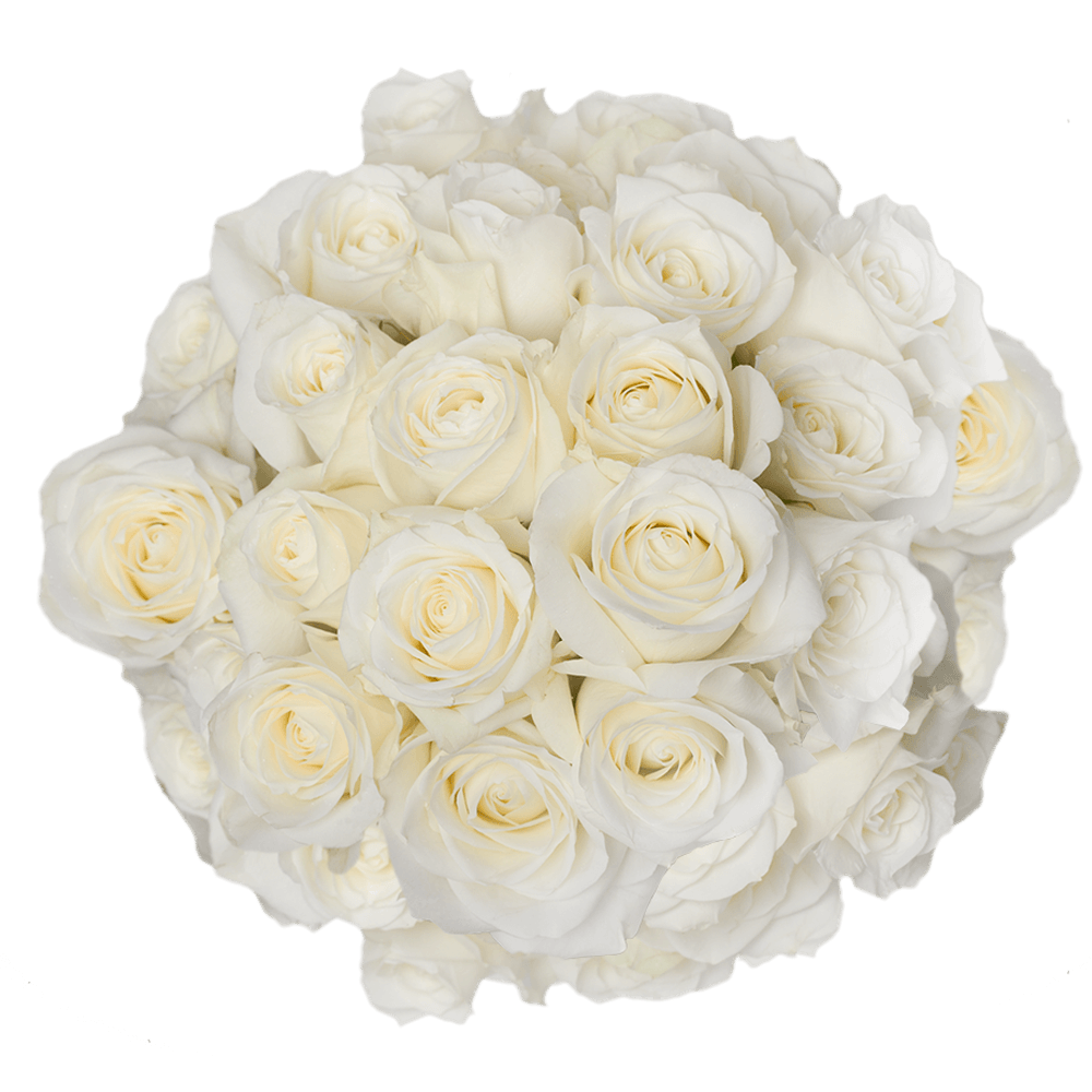 Pure White Roses for Bridal Bouquets Sugar Doll Roses