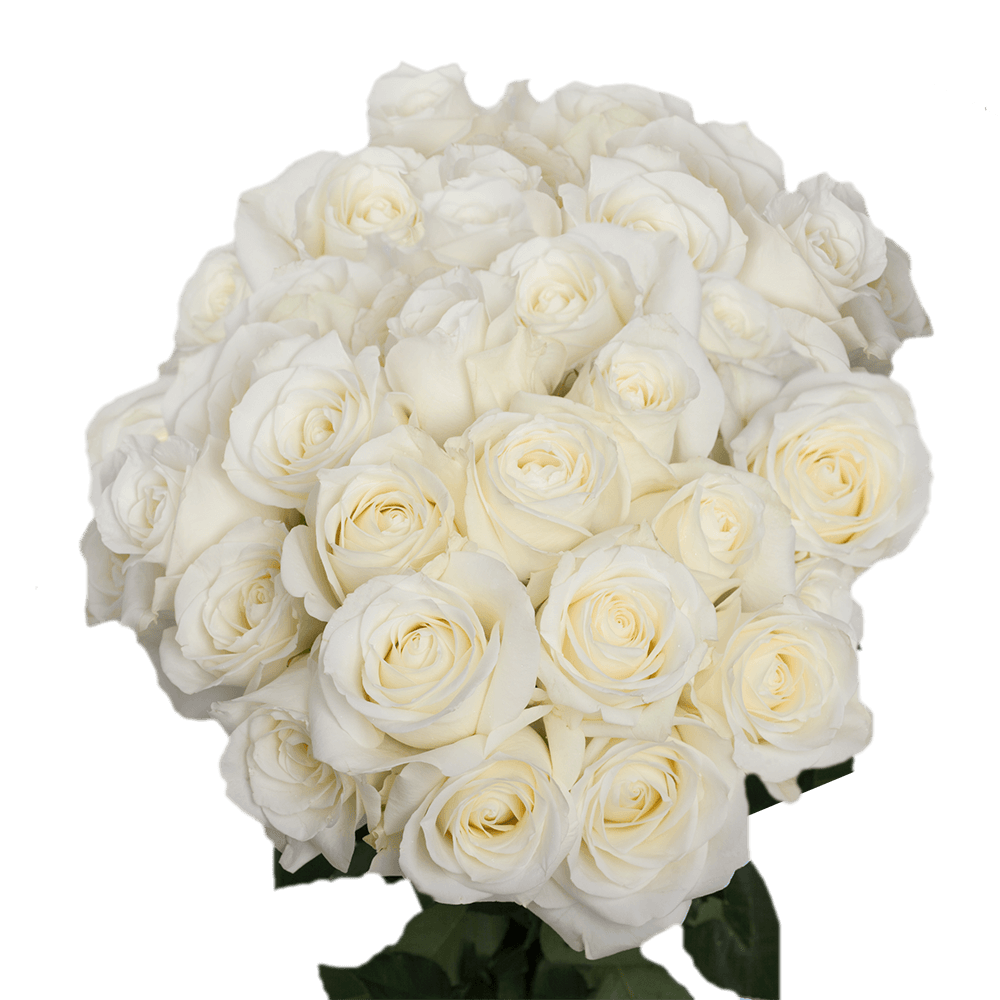Pure White Sugar Doll Roses for Sale