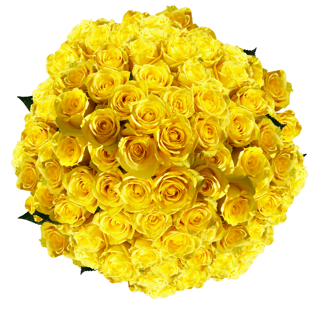 Pure Yellow Roses For Sale