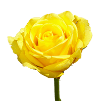 Qty of Yellow Bikini Roses For Delivery to Irmo, South_Carolina