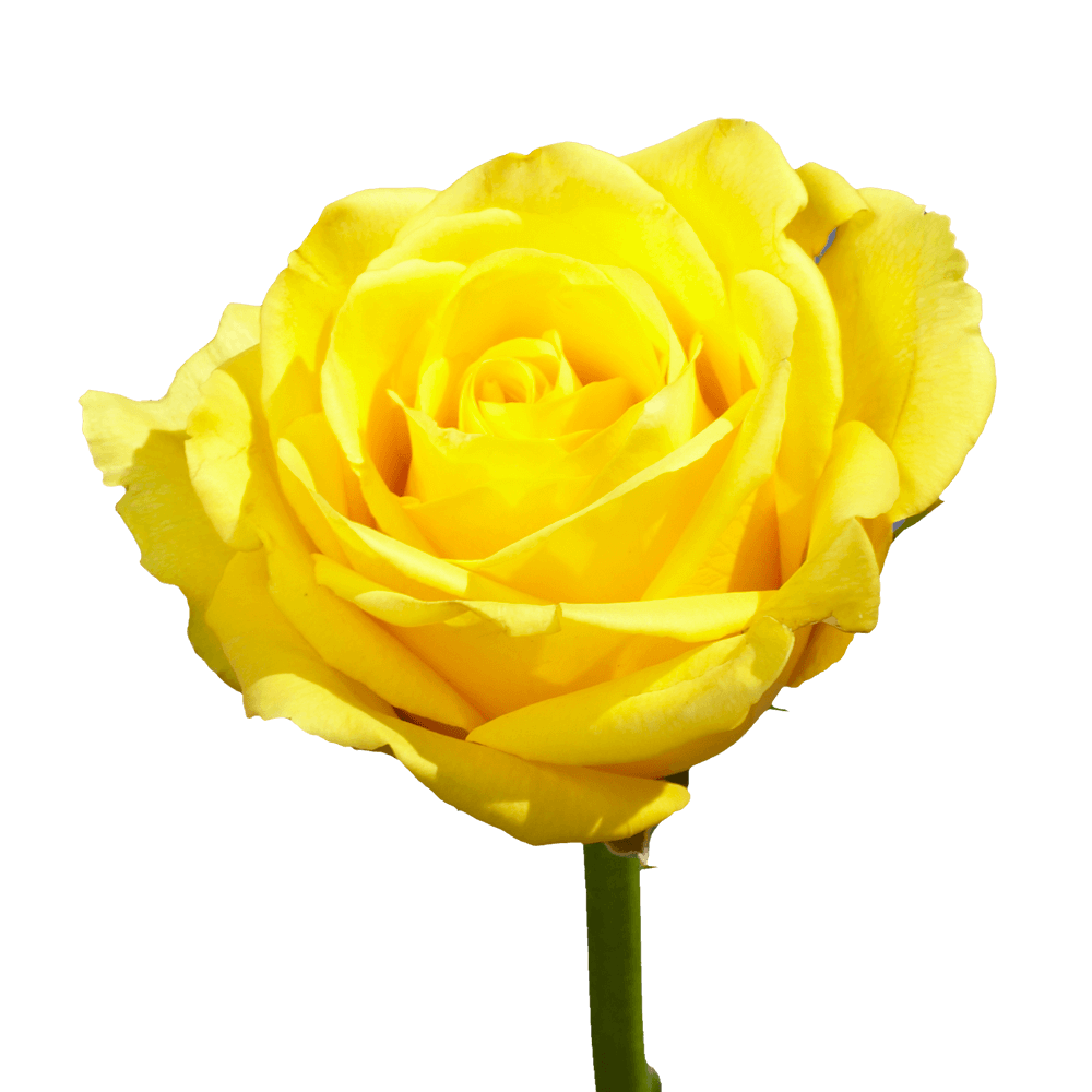 Qty of Yellow Bikini Roses For Delivery to Safford, Arizona