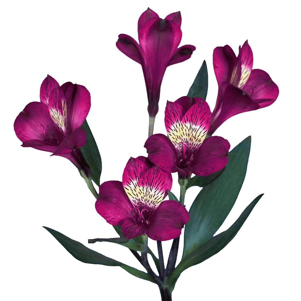 Purple Alstroemerias Peruvian Lily Flowers