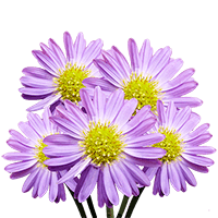 Qty of Purple Aster Flowers For Delivery to Allen, Texas