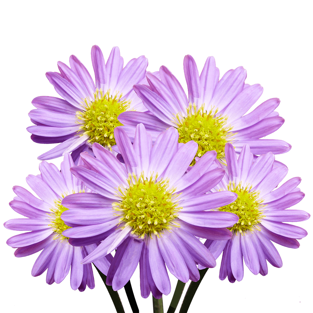 Qty of Purple Aster Flowers For Delivery to Silver_Spring, Maryland