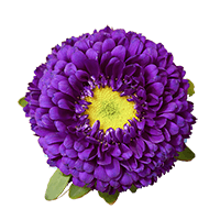 Qty of Purple Aster Matsumoto For Delivery to North_Dakota