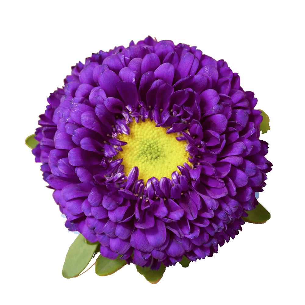 Qty of Purple Aster Matsumoto For Delivery to Durant, Oklahoma