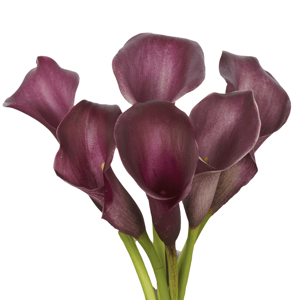 Purple MiniCalla Lilies