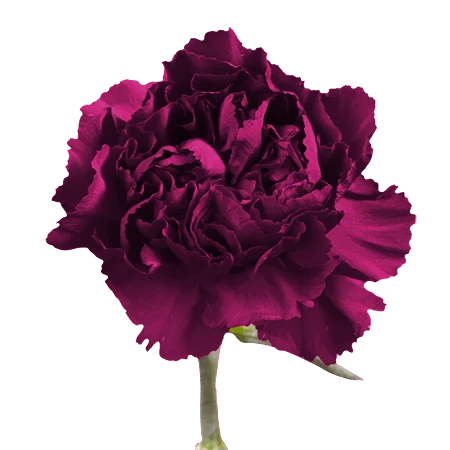 CARN-PURPLE