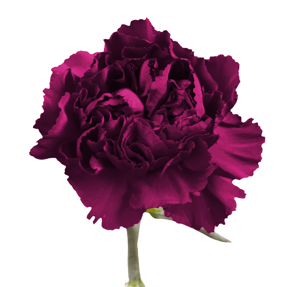 Qty of Purple Carnations For Delivery to Camarillo, California