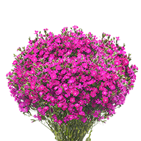 (OC) Dianthus Amazon Purple 5 Bunches For Delivery to Burlington, North_Carolina