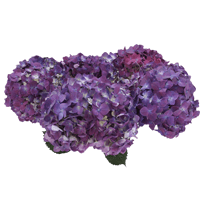 Purple Hydrangeas 10 (OC) For Delivery to Decatur, Alabama